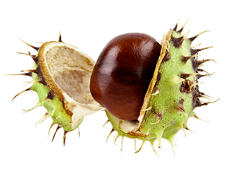 Wild chestnut extract as part of Ostelife Premium Plus