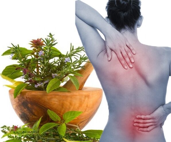 Medicinal herbs are used to treat lumbar osteochondrosis at home